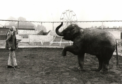 Summer has gone and the circus has moved into it's winter quarters. But the empty circus ring cones an attraction for next summer, a baby indian elephant. Here she is being put through her paces by her trainer and keeper Evelyn Paulo.